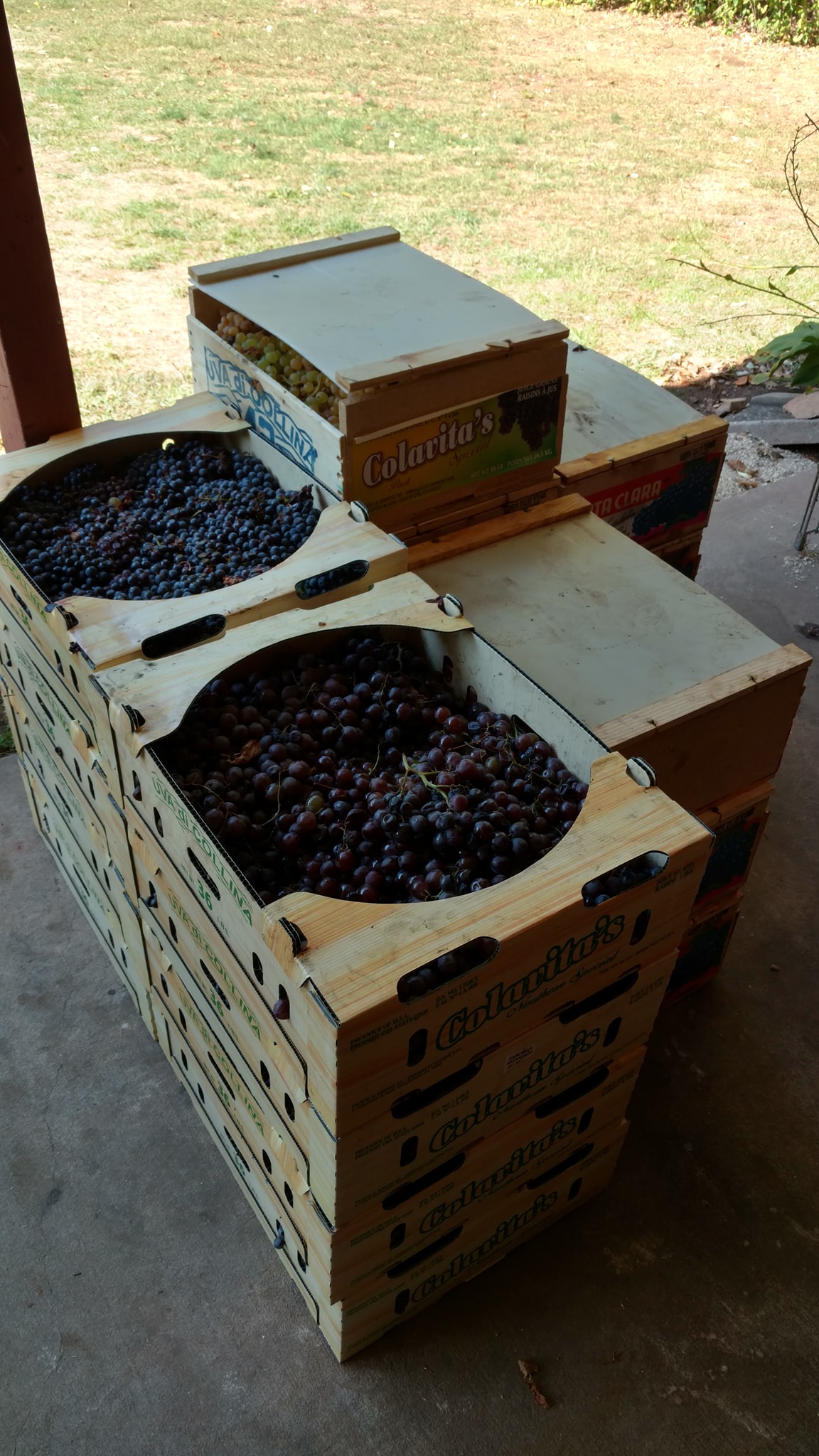 Cases of Grapes